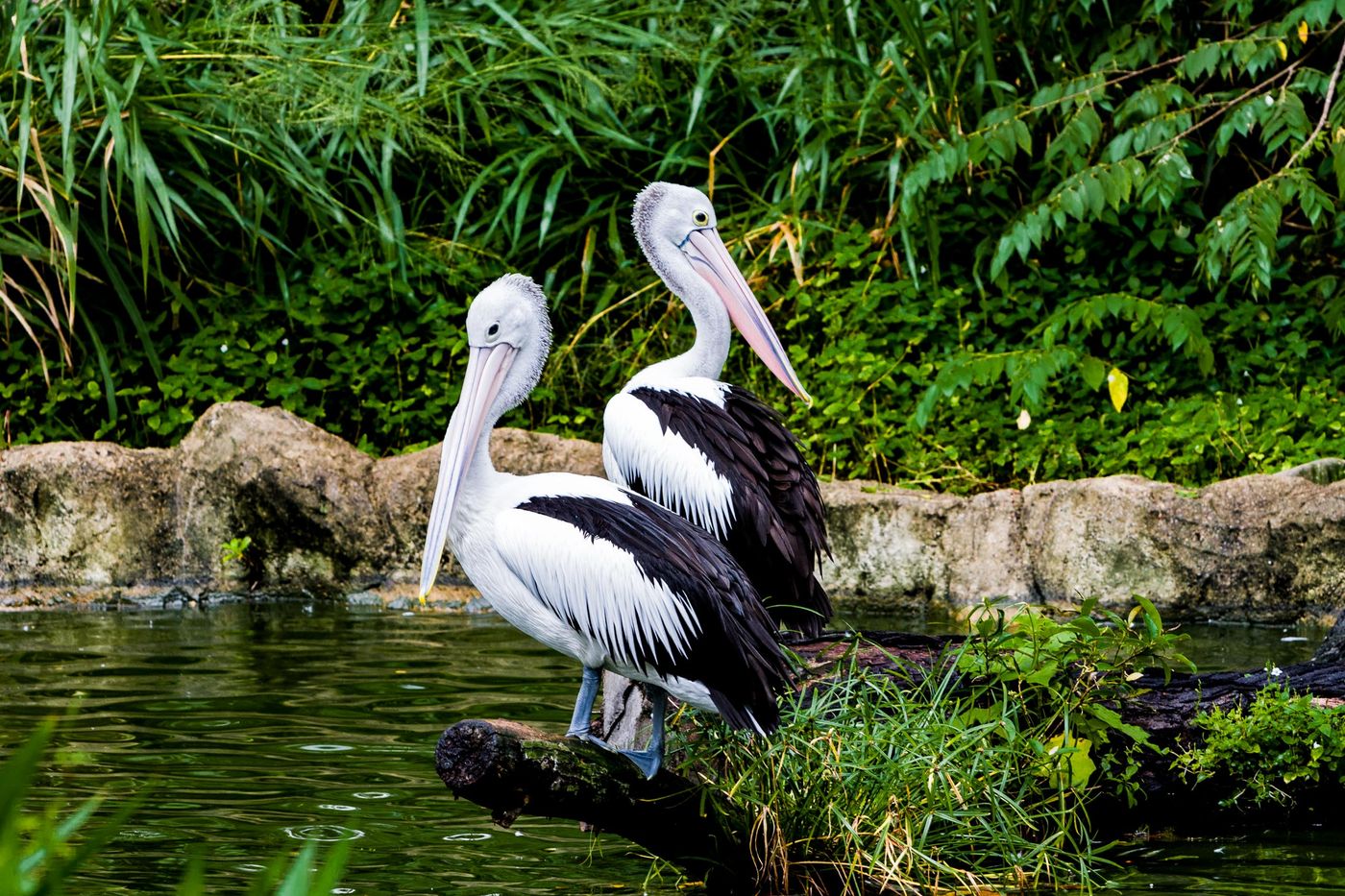 BIRDS OF SINGAPORE Rollie Waters Photography